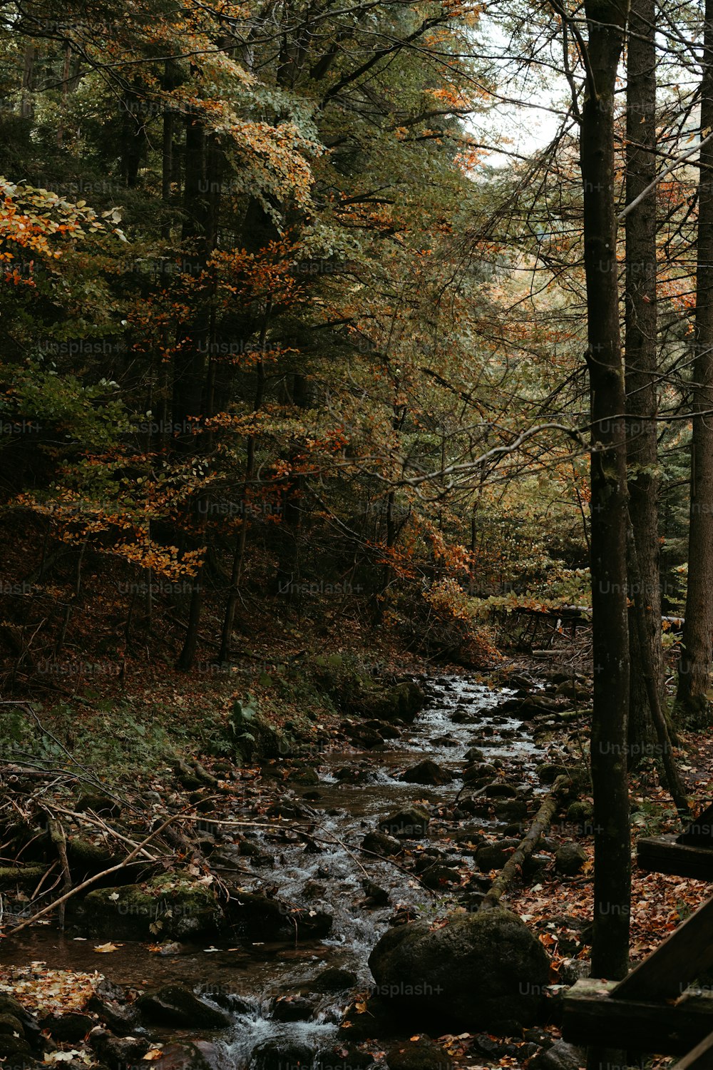 a stream running through a forest filled with lots of trees