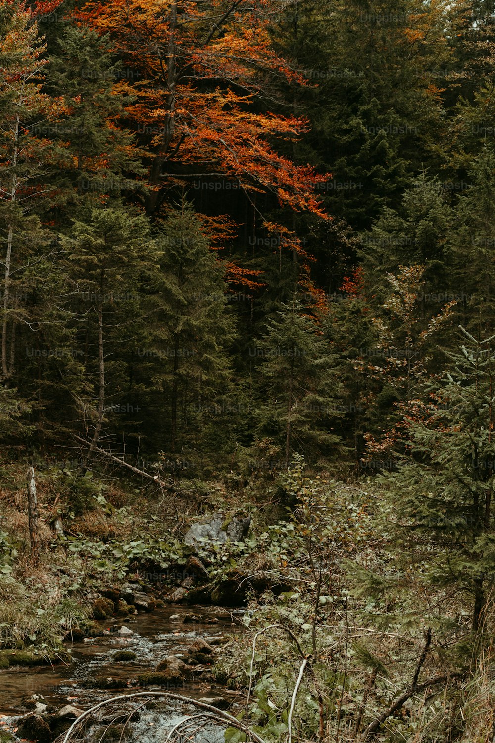 Un ruscello che attraversa una foresta piena di molti alberi