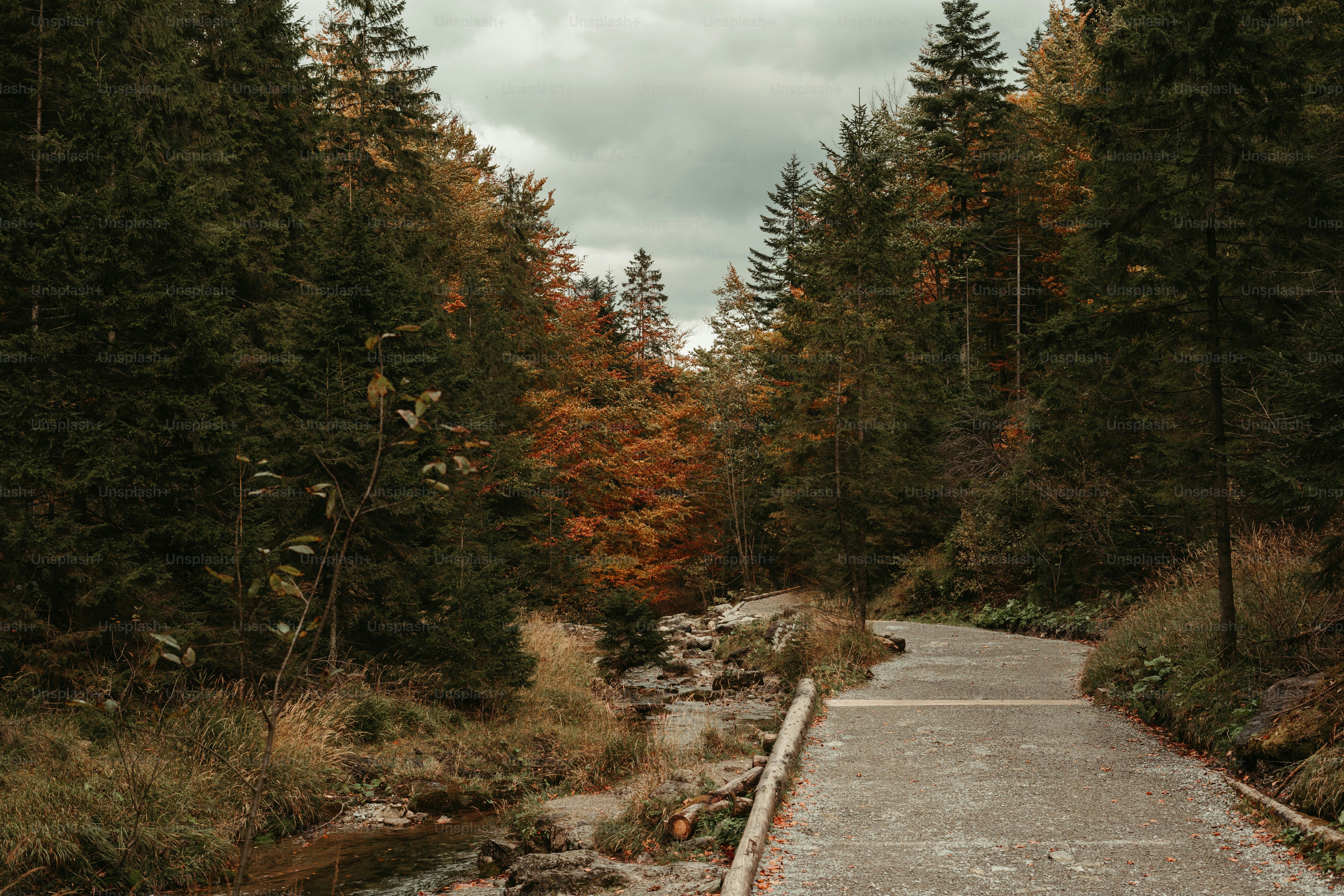 a path through a forest with a river running through it