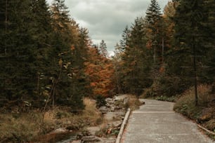 un chemin à travers une forêt traversée par une rivière