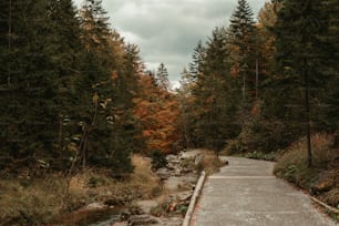 a path through a forest with a river running through it