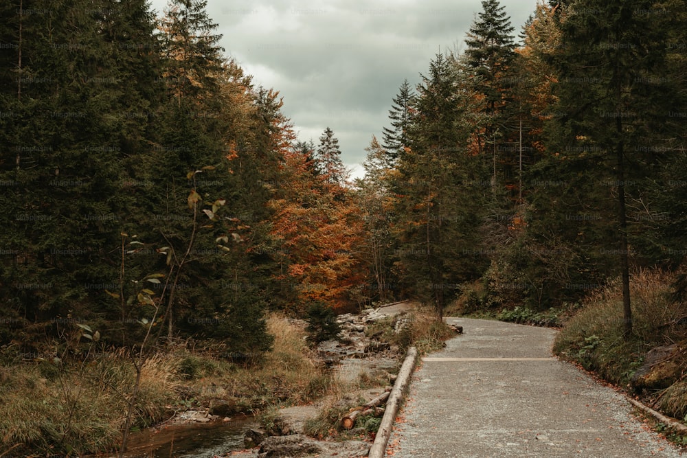 a path through a forest with a river running through it