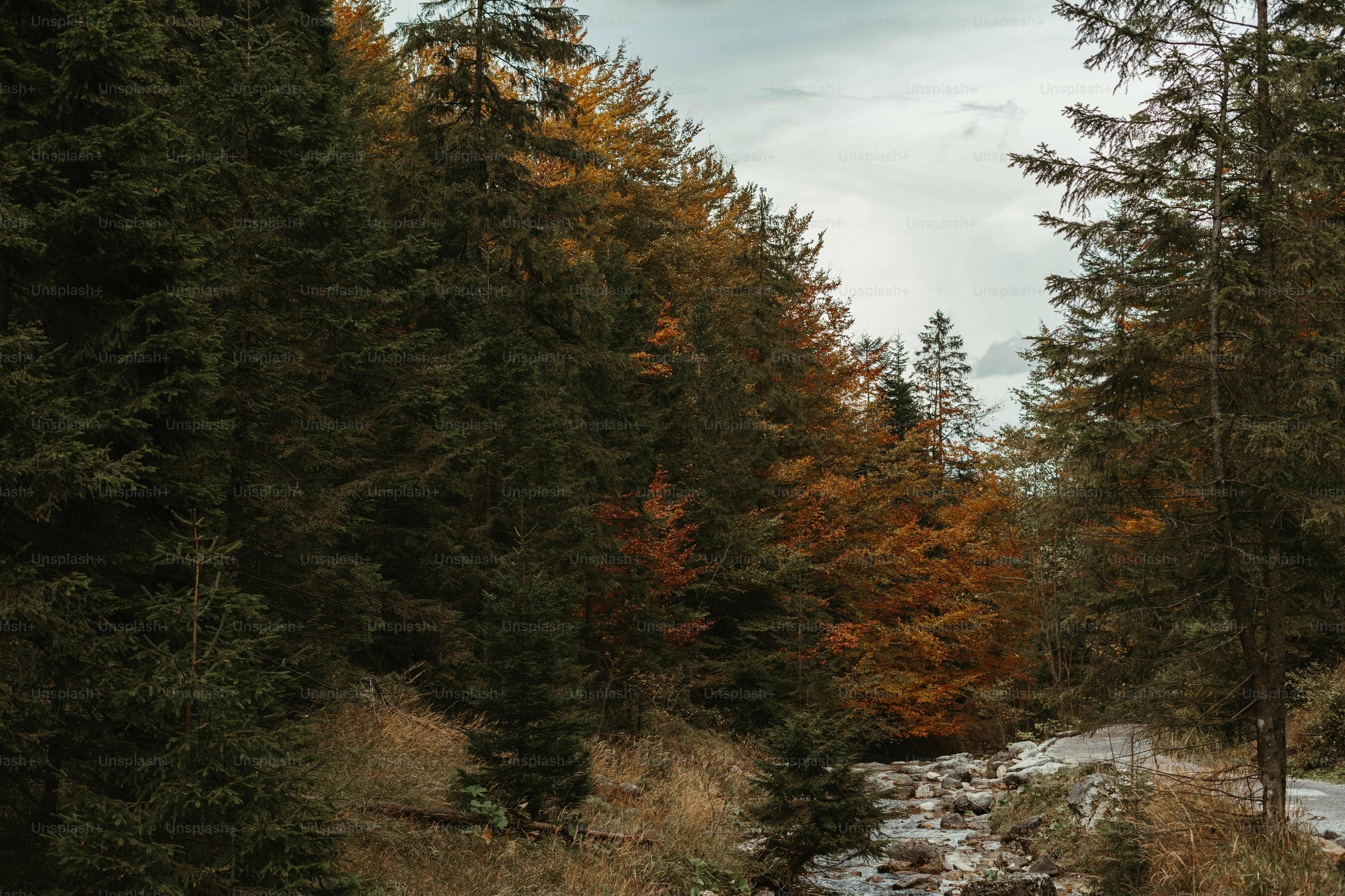 a river running through a forest filled with lots of trees