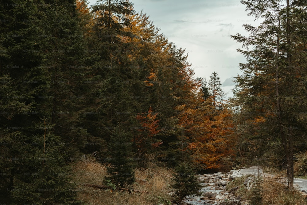 ein Fluss, der durch einen Wald mit vielen Bäumen fließt