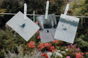 polaroid photos hanging on a clothes line with flowers in the background