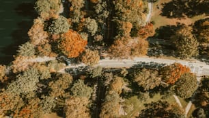 una vista aerea di una strada circondata da alberi