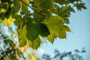 a close up of a green leaf on a tree