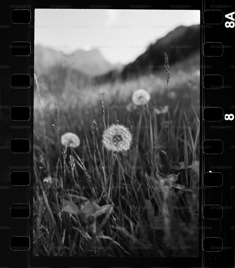 a black and white photo of a field with dandelions