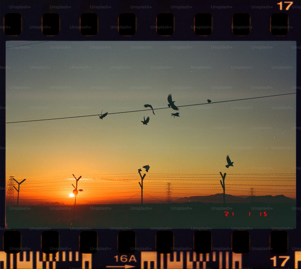 una imagen de una puesta de sol con pájaros en un alambre