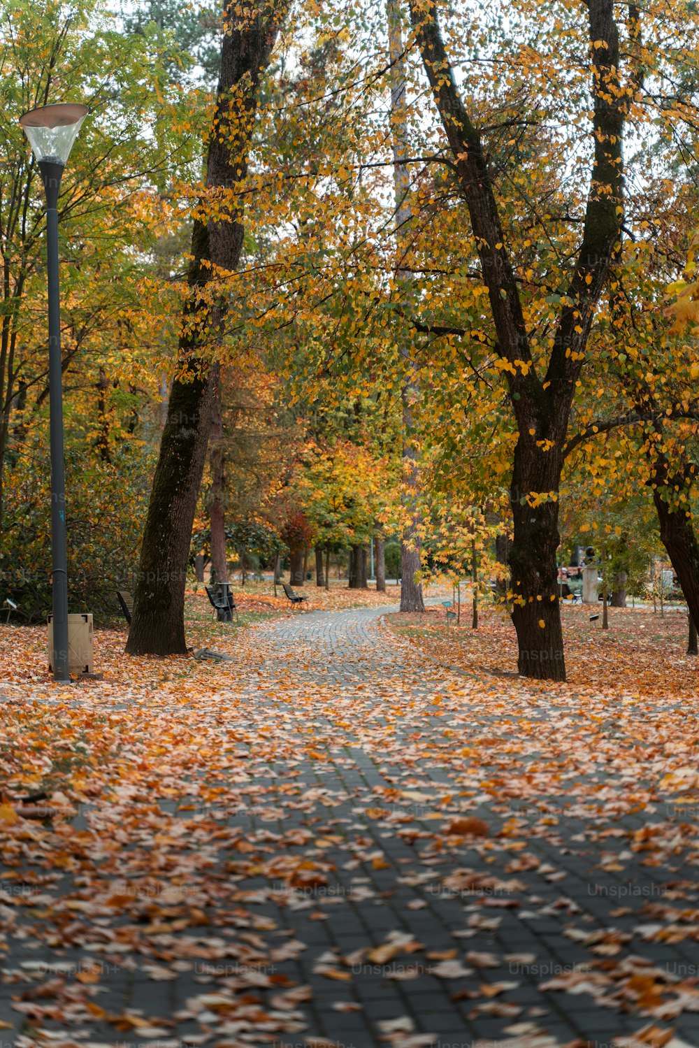 a pathway in a park with lots of leaves on the ground