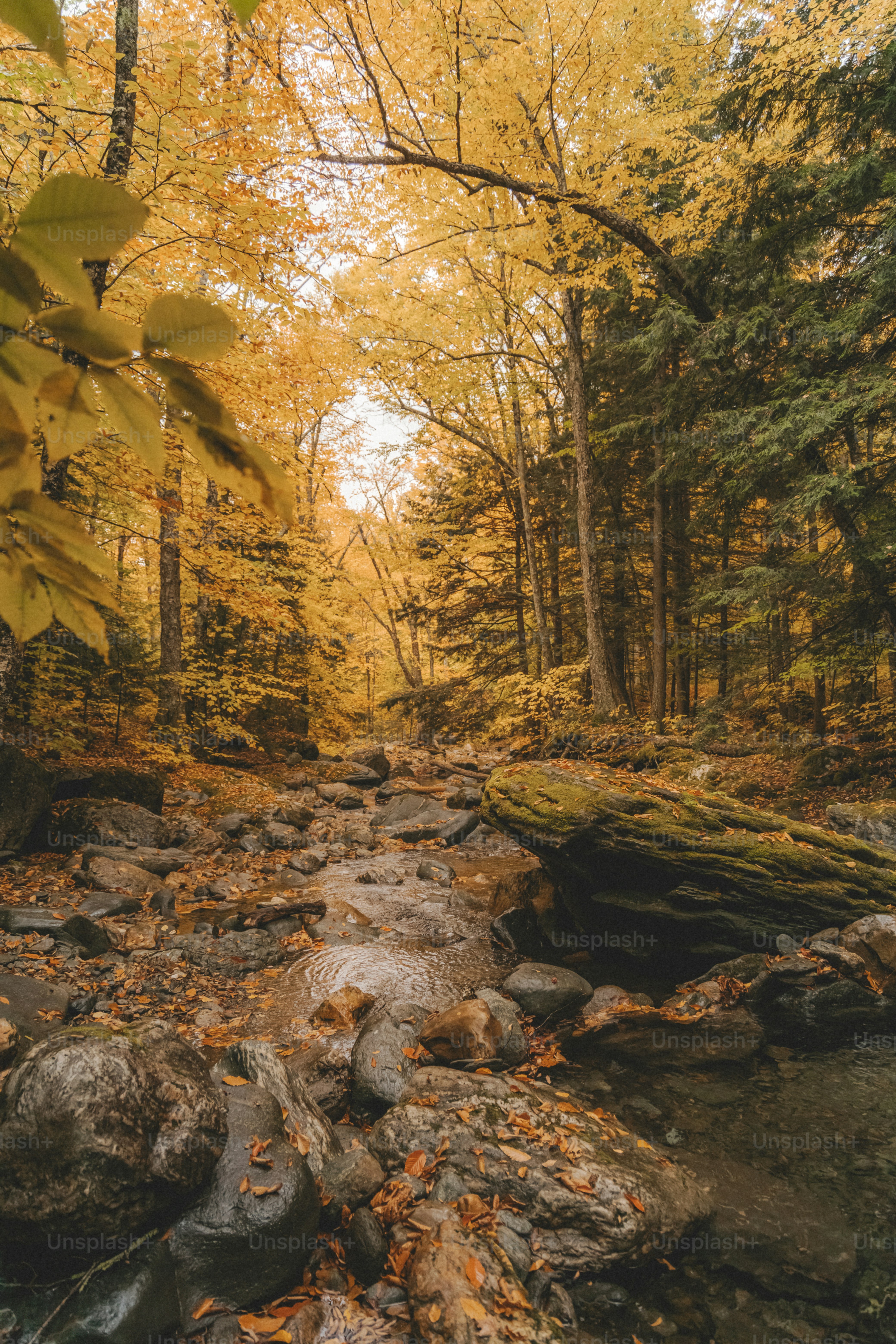 Fall Scene Pictures | Download Free Images on Unsplash