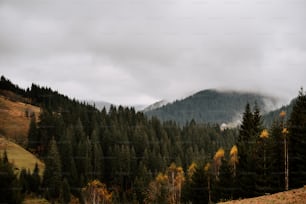 uma vista de uma floresta com uma montanha ao fundo