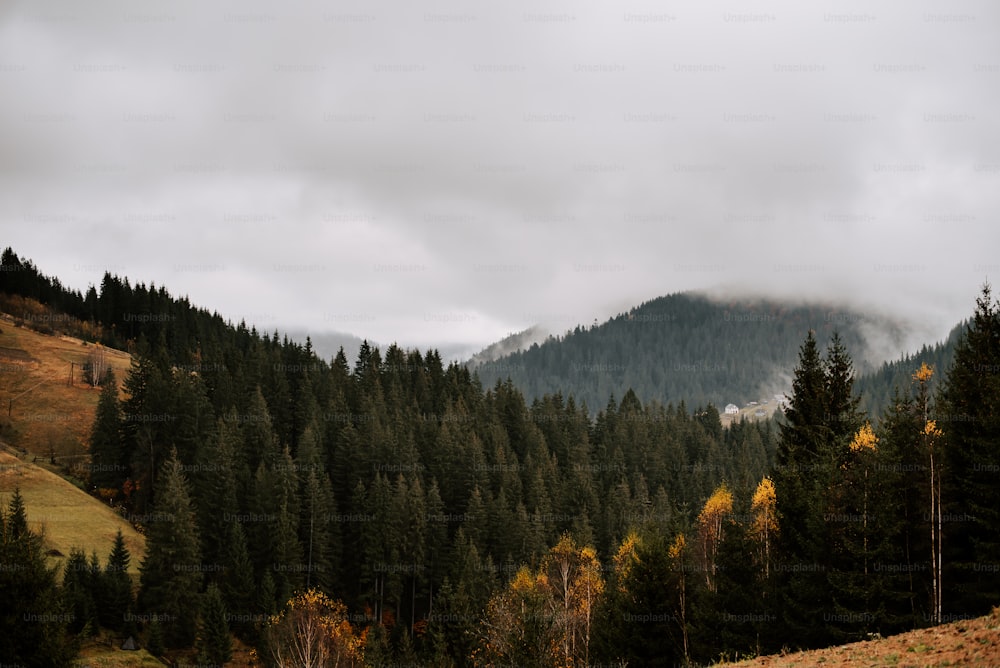 Una veduta di un bosco con una montagna sullo sfondo