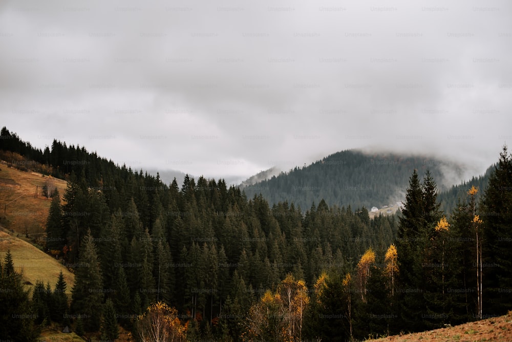 a view of a forest with a mountain in the background