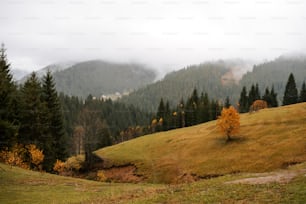 una colina cubierta de hierba con un árbol en primer plano
