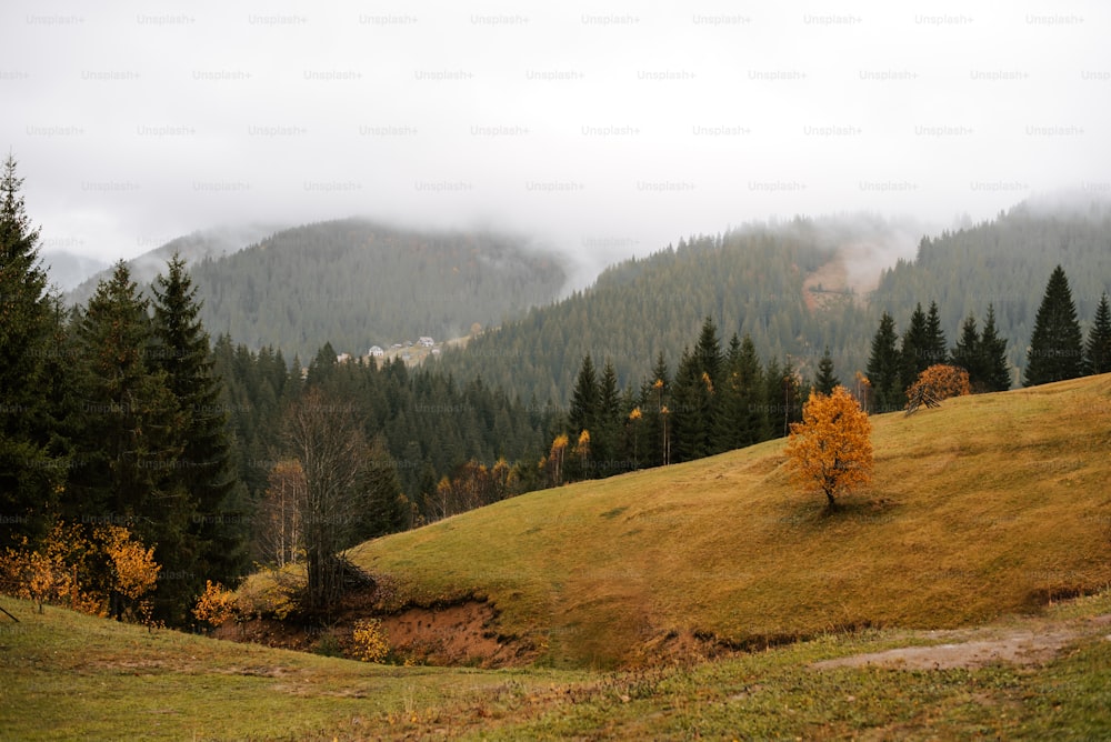 a grassy hill with a tree in the foreground