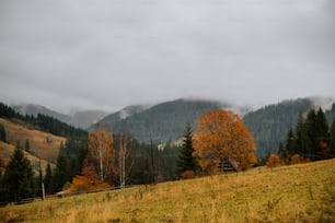 a grassy field with trees and mountains in the background