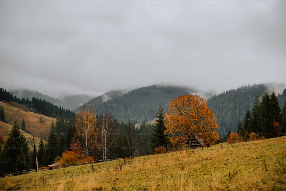 a grassy field with trees and mountains in the background