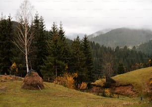 un albero in un campo con una montagna sullo sfondo