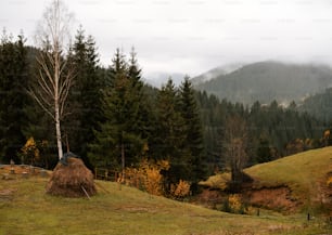 uma árvore em um campo com uma montanha ao fundo