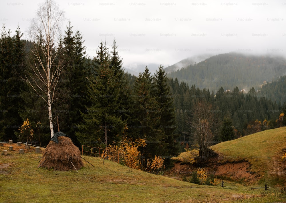 un albero in un campo con una montagna sullo sfondo