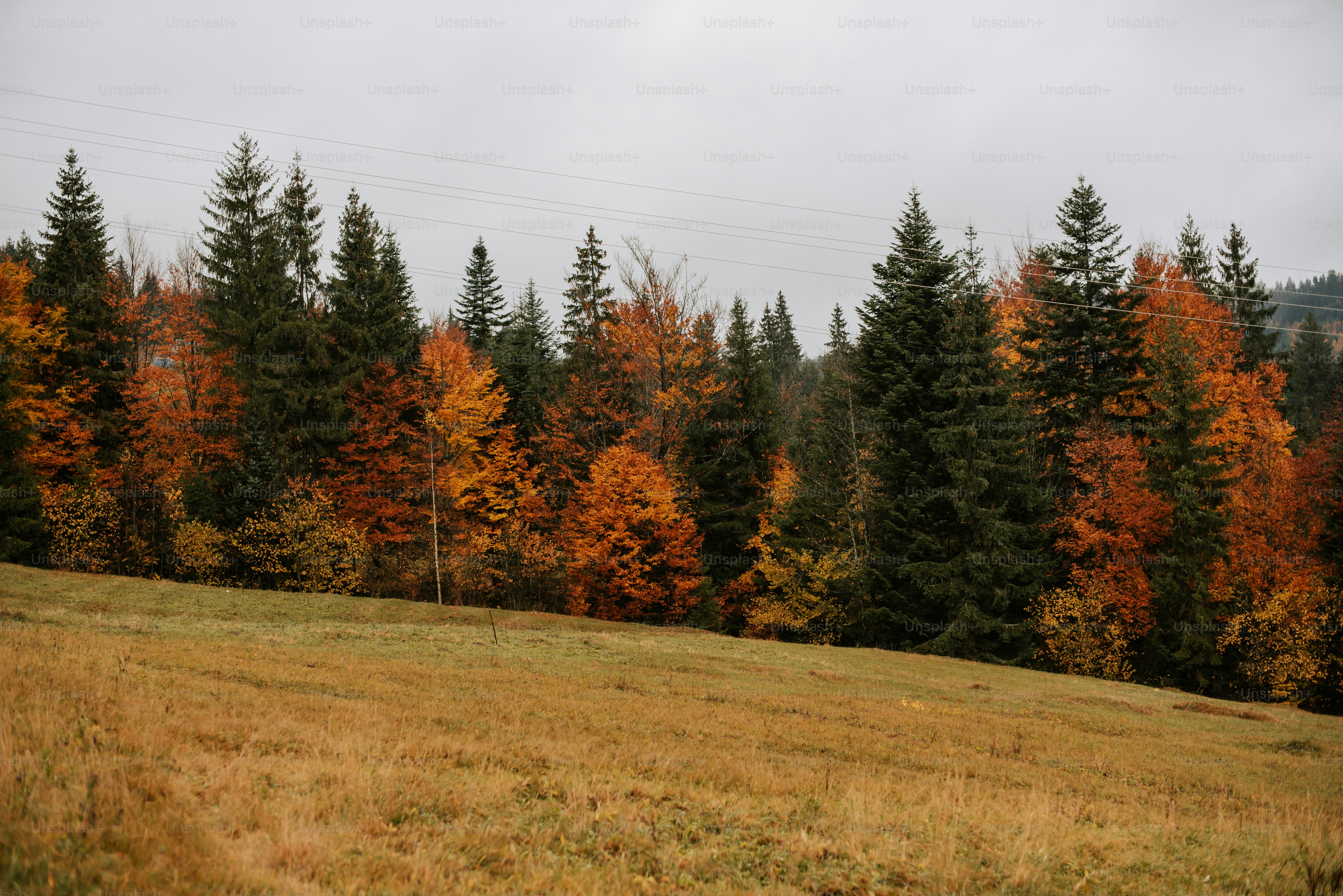 a grassy field with trees in the background