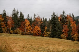 a grassy field with trees in the background