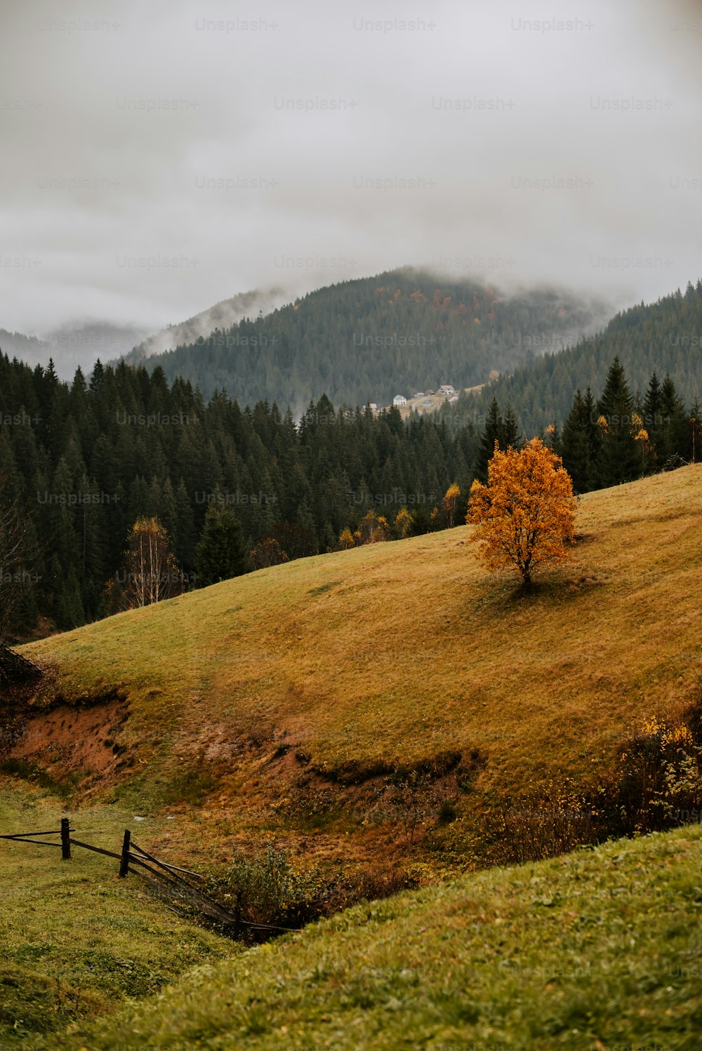 uma árvore solitária em uma colina gramada com montanhas ao fundo