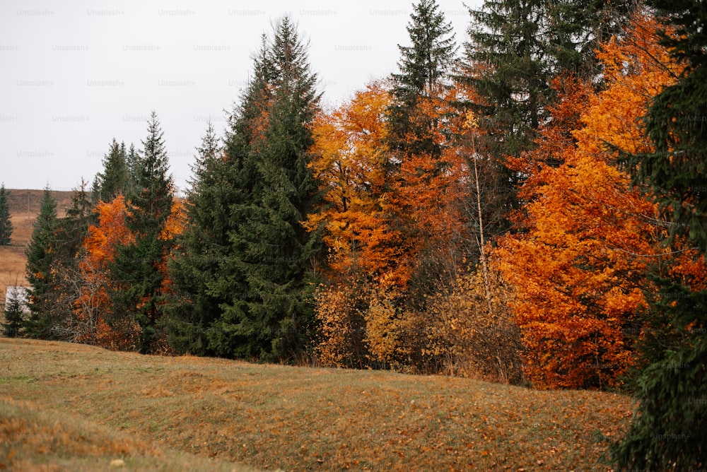 a group of trees that are in the grass