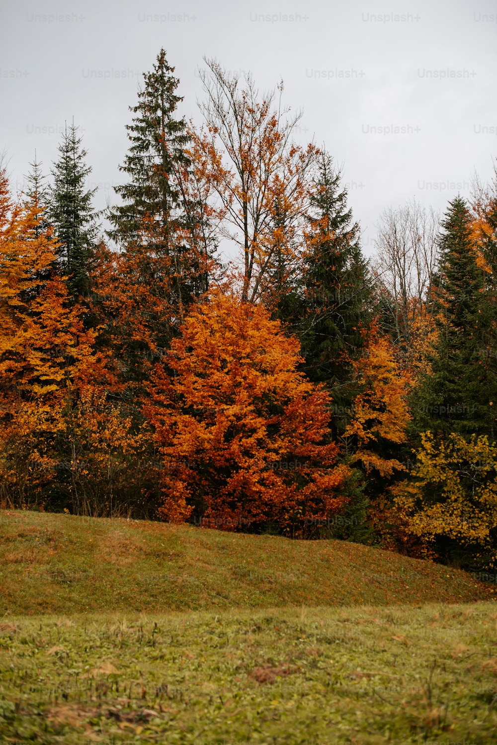 a grassy field with trees in the background