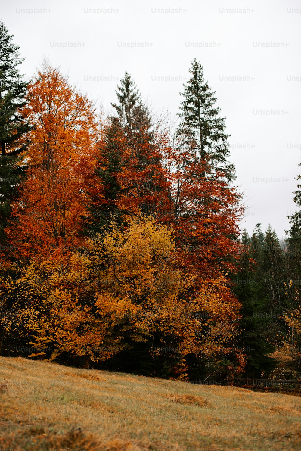 a field that has a bunch of trees in it