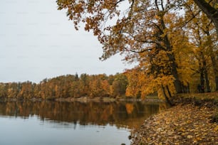 a body of water surrounded by lots of trees