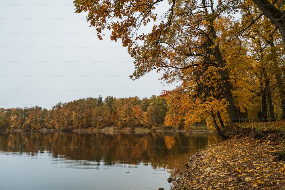 a body of water surrounded by lots of trees