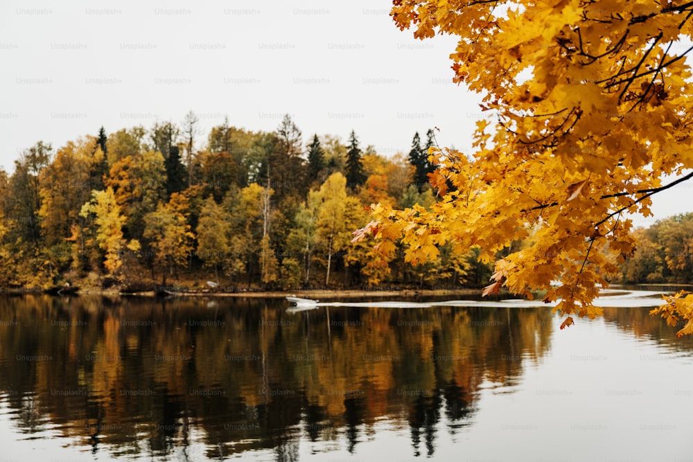 a body of water surrounded by trees with yellow leaves