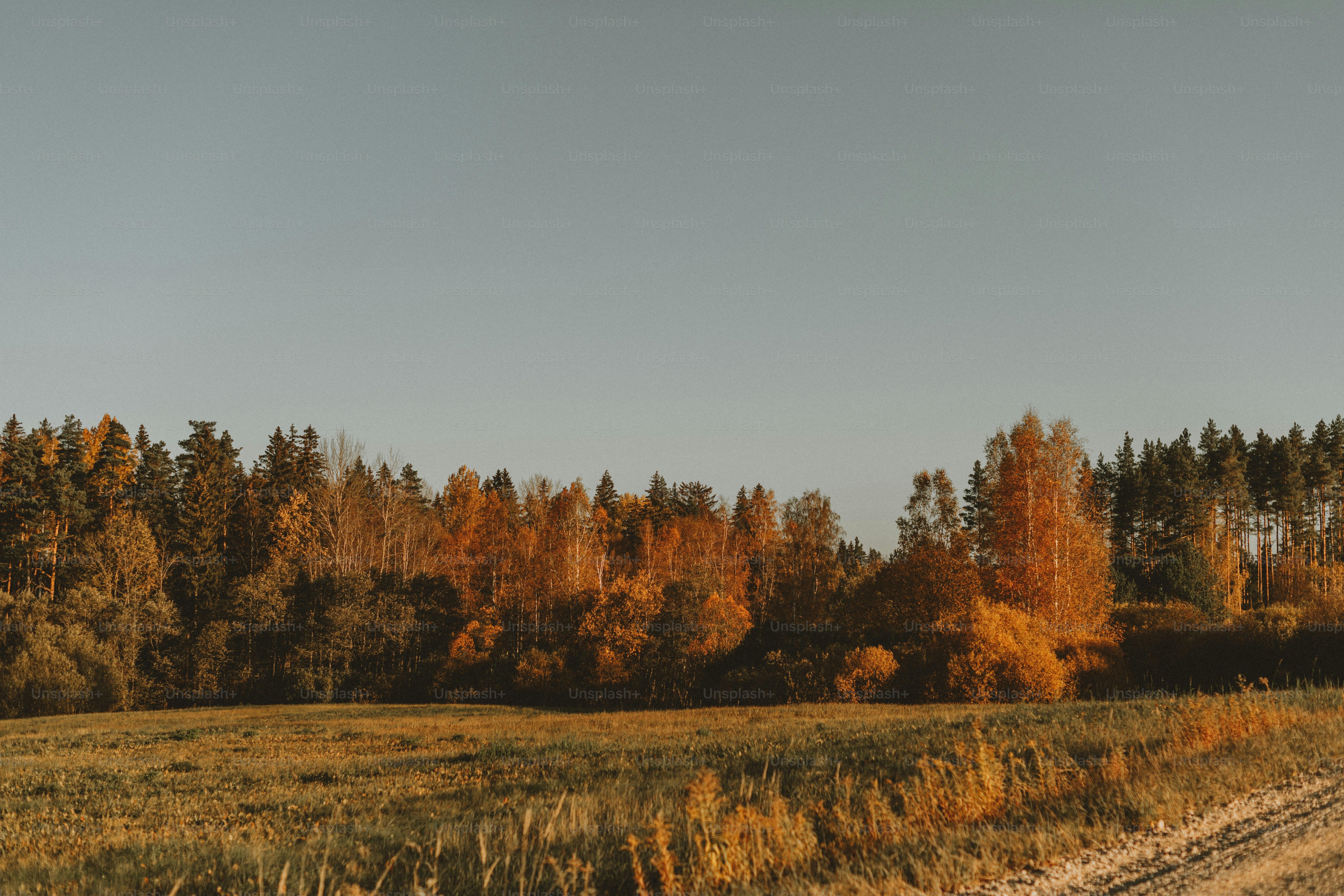 ein Feld mit Bäumen und ein Feldweg