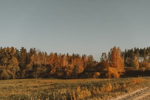 um campo com árvores e uma estrada de terra