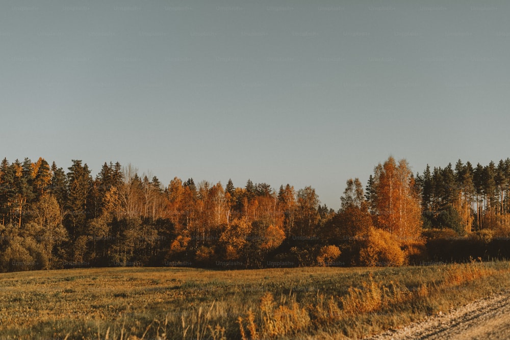 um campo com árvores e uma estrada de terra