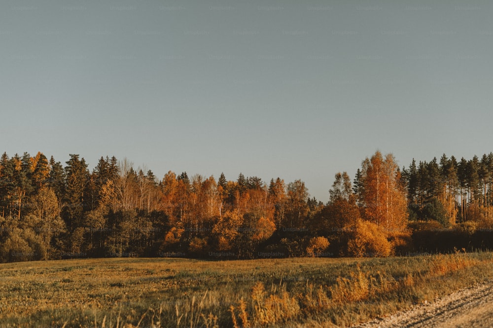 un champ avec des arbres et un chemin de terre