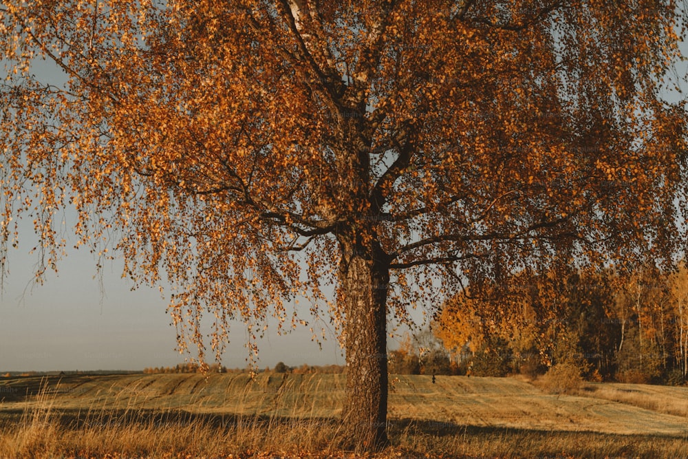 un arbre aux feuilles jaunes dans un champ