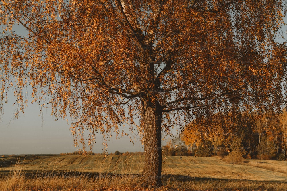 a tree with yellow leaves in a field