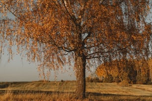 un albero con le foglie gialle in un campo