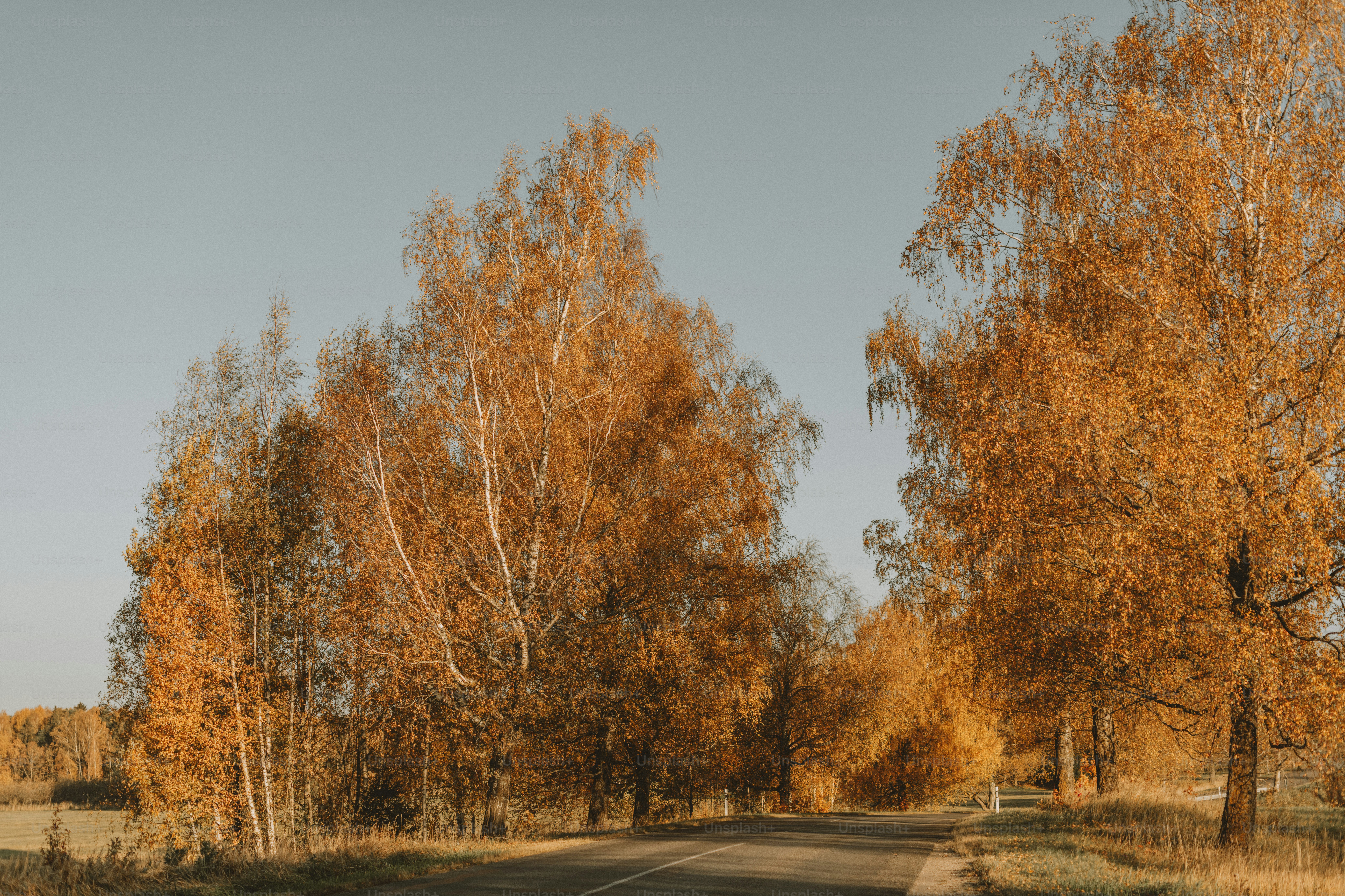 eine Straße, die von Bäumen mit gelben Blättern umgeben ist