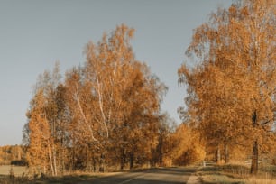 노란 나뭇잎을 가진 나무로 둘러�싸인 길
