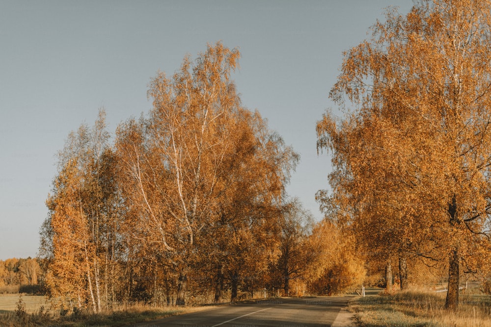 a road surrounded by trees with yellow leaves