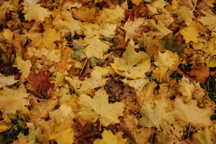 a bunch of leaves that are laying on the ground