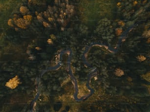 Una veduta aerea di un fiume che scorre attraverso una foresta