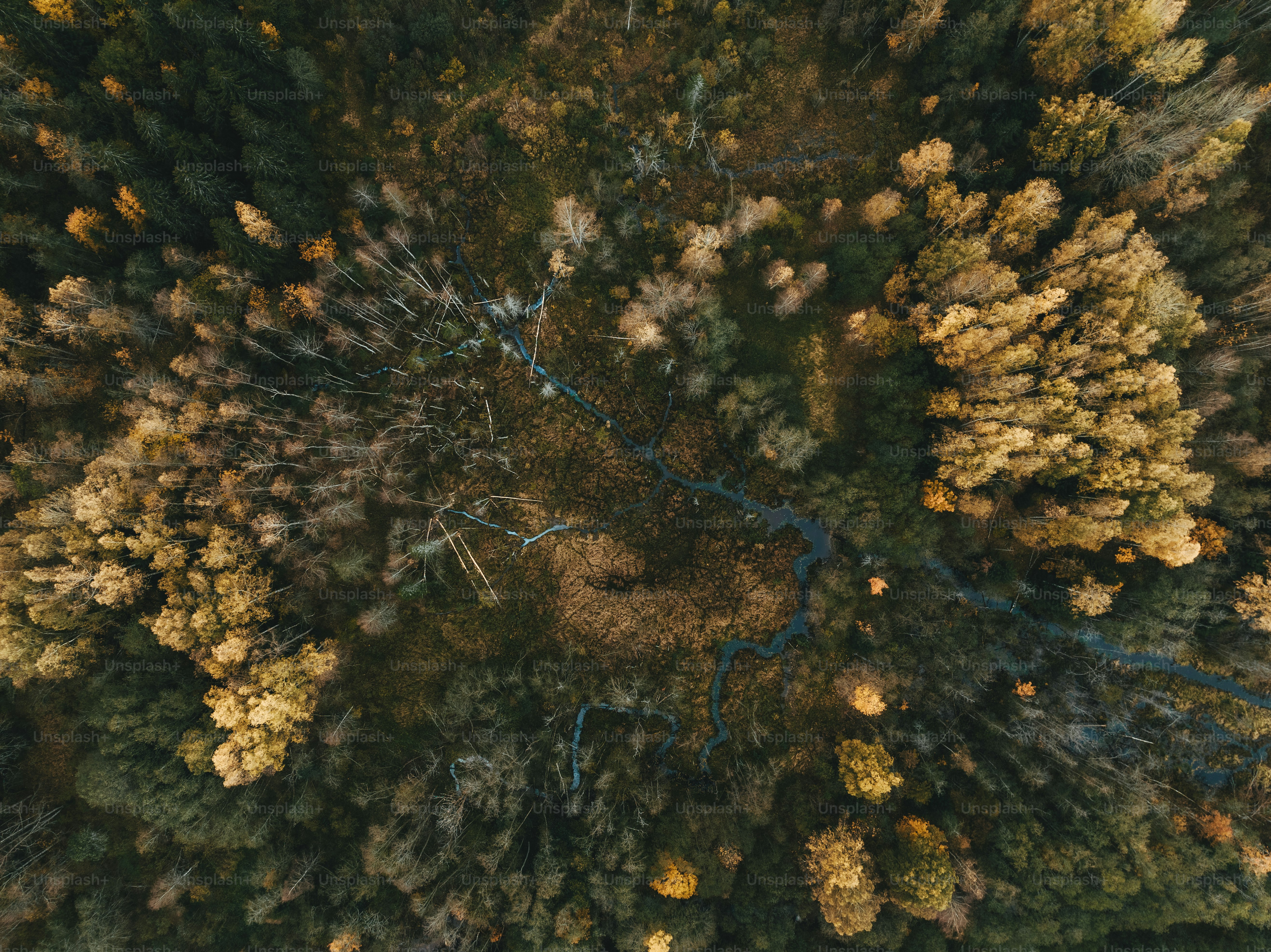 An aerial view of a river running through a forest photo – Autumn Image ...