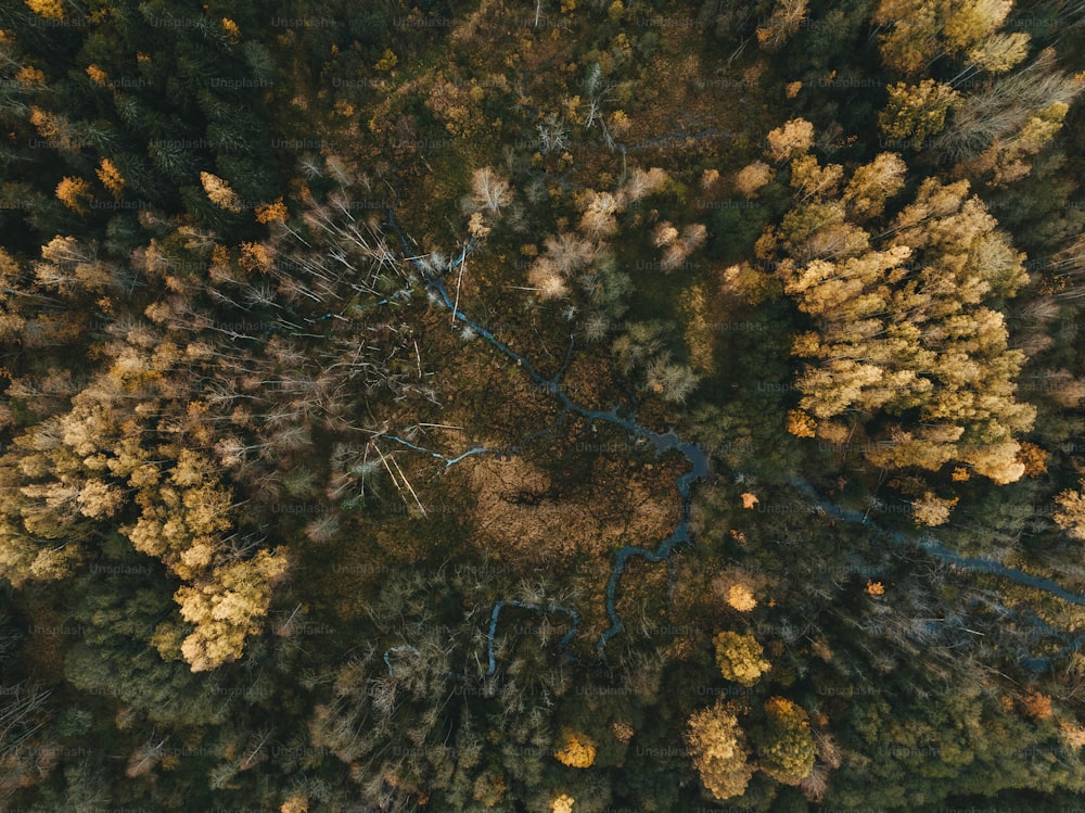 an aerial view of a forest with a river running through it