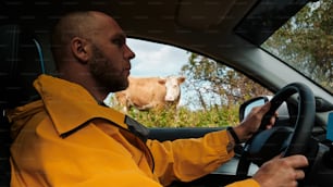 a man driving a car with a cow in the background