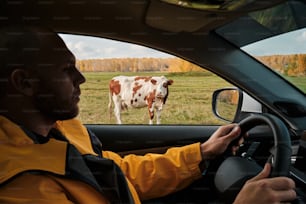 a man driving a car in front of a cow